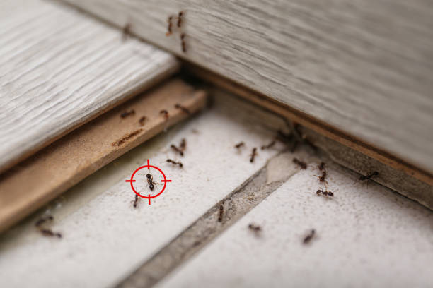 Reliable Stevenson, AL Pest Control Solutions