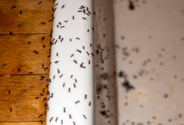 Best Pest Removal Services  in Stevenson, AL