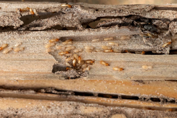 Best Pest Control Near Me  in Stevenson, AL