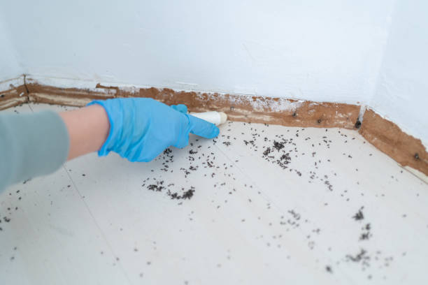 Best Mosquito Control Services  in Stevenson, AL